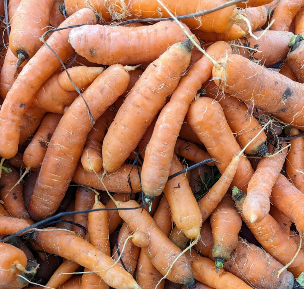 Fresh carrots with soil and roots