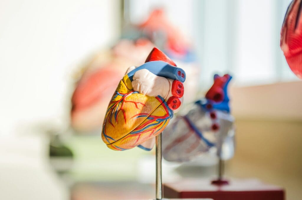Detailed anatomical heart model showing cardiovascular system structure with medical equipment in background