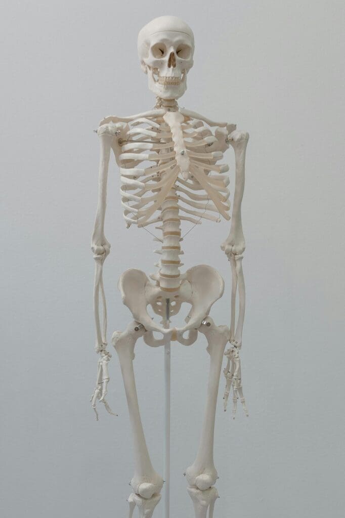 Medical skeleton model illustrating bone structure and the importance of early bone density monitoring before age 65