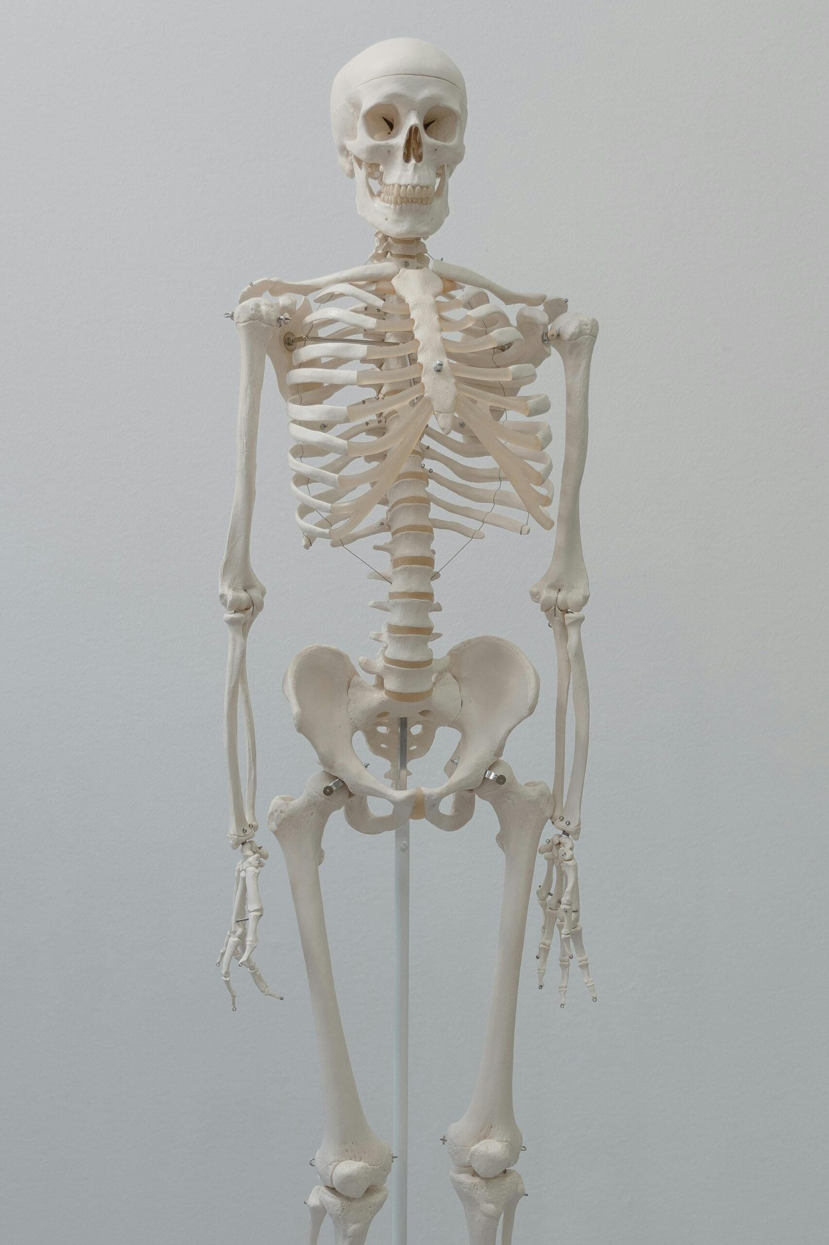 Medical skeleton model illustrating bone structure and the importance of early bone density monitoring before age 65