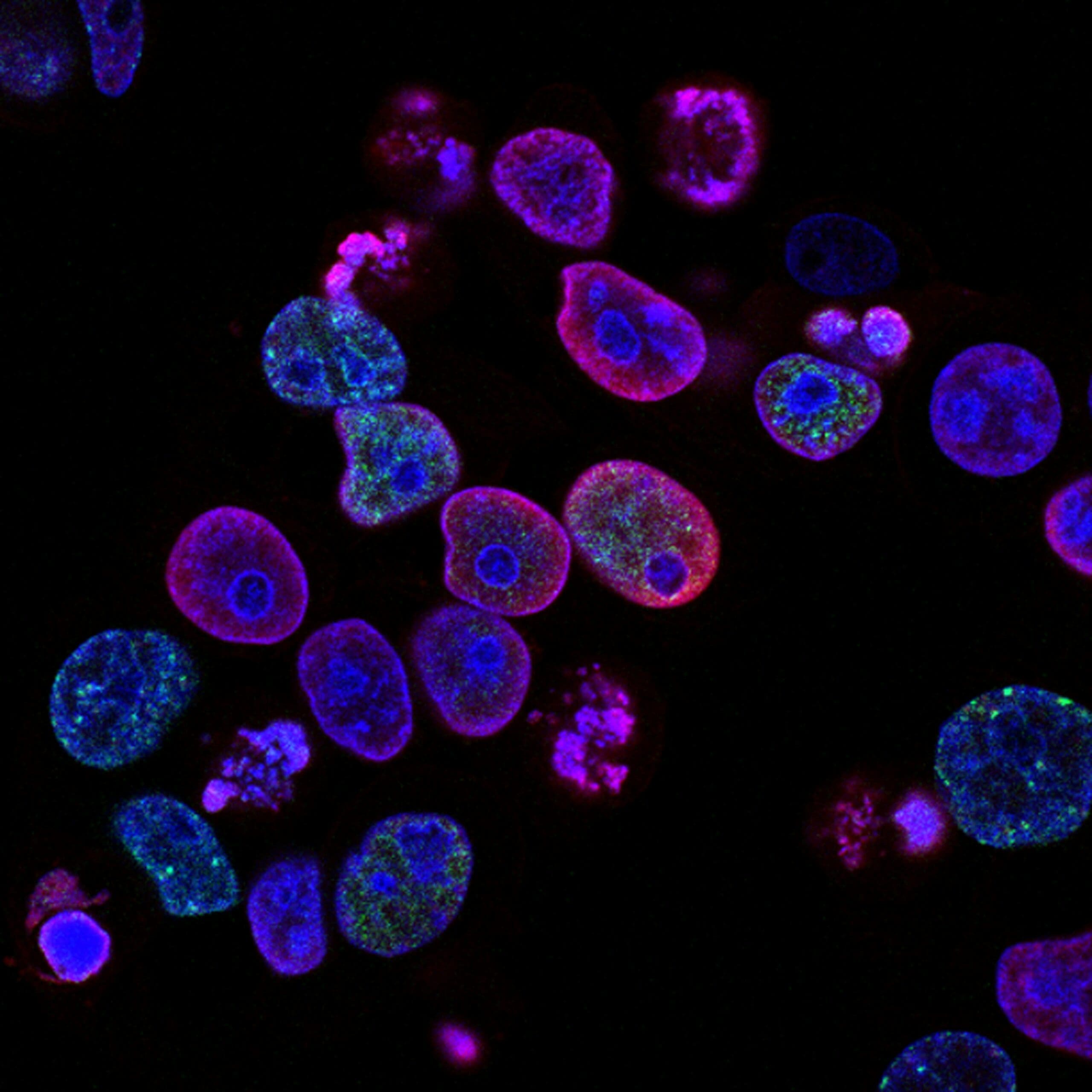 Fluorescent microscopy image showing colorful stained cells in blue, purple, and green against black background representing gut microbiome health