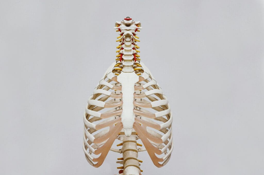 3D anatomical model of human ribcage and spine showing bone structure relevant to osteoporosis and bone density