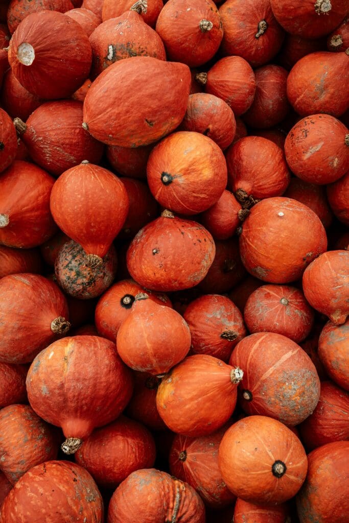 Multiple orange and red-orange pumpkins and squash arranged together showing natural color variation