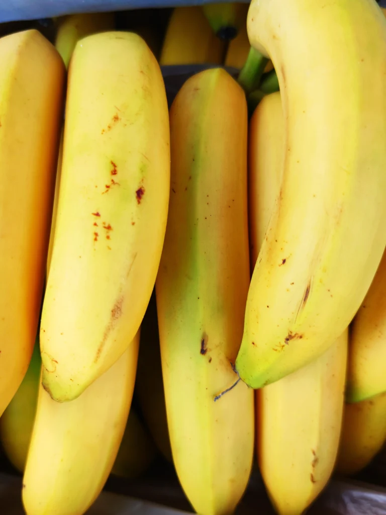 Bunch of firm yellow bananas with green tips, the stage before they're ripe enough for banana bread