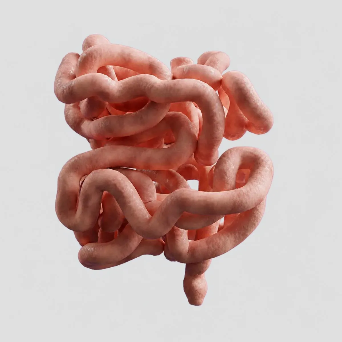 A three-dimensional rendering of coiled human intestines.